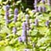 Hyssop